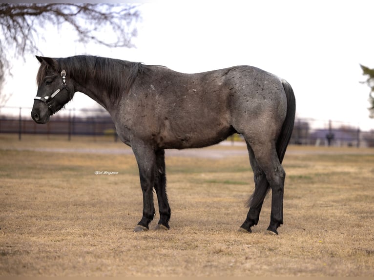American Quarter Horse Wałach 4 lat 152 cm Karodereszowata in Ripley