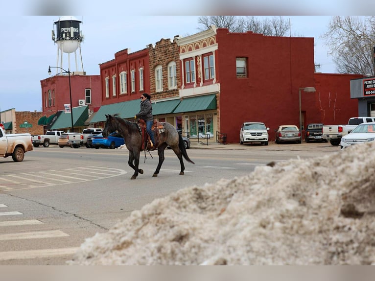 American Quarter Horse Wałach 4 lat 152 cm Karodereszowata in Ripley