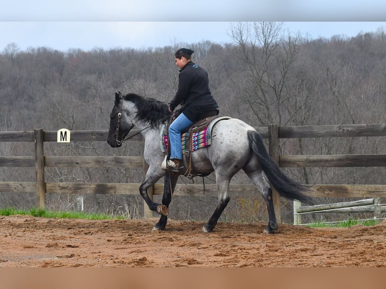 American Quarter Horse Mix Wałach 4 lat 152 cm Karodereszowata in Strasburg