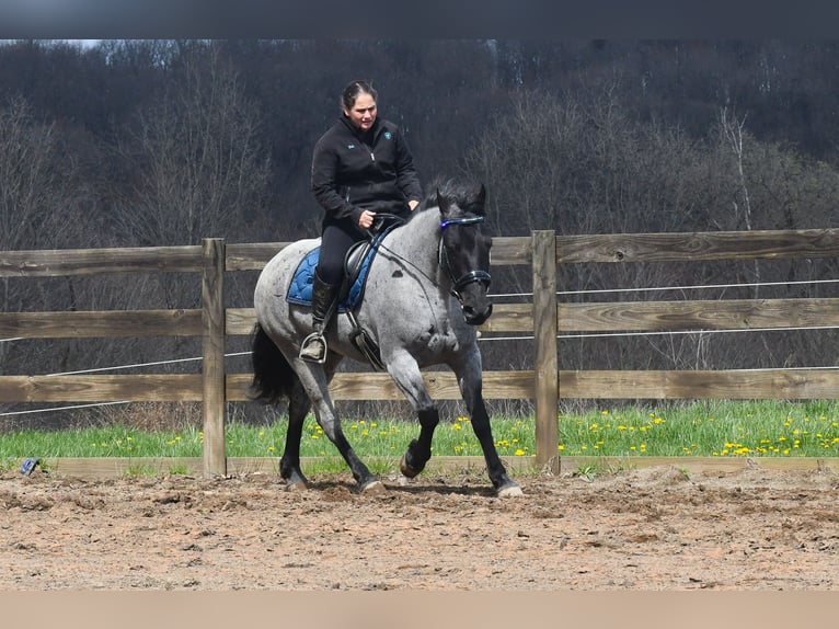 American Quarter Horse Mix Wałach 4 lat 152 cm Karodereszowata in Strasburg