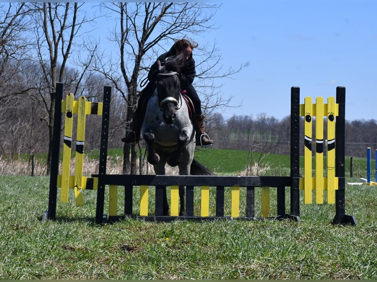 American Quarter Horse Mix Wałach 4 lat 152 cm Karodereszowata in Strasburg