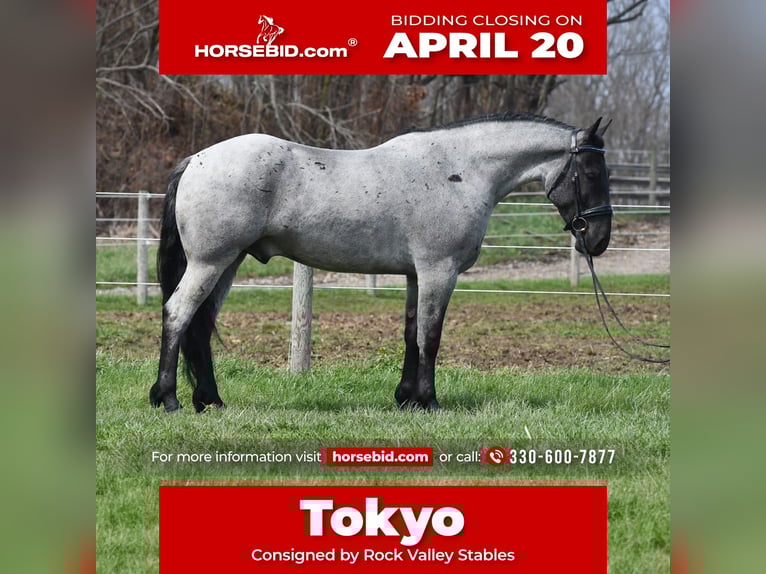 American Quarter Horse Mix Wałach 4 lat 152 cm Karodereszowata in Strasburg