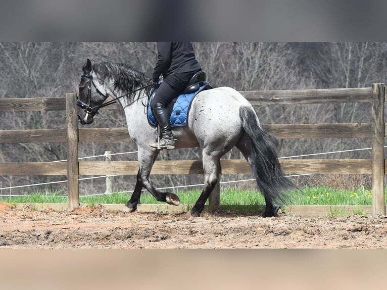 American Quarter Horse Mix Wałach 4 lat 152 cm Karodereszowata in Strasburg