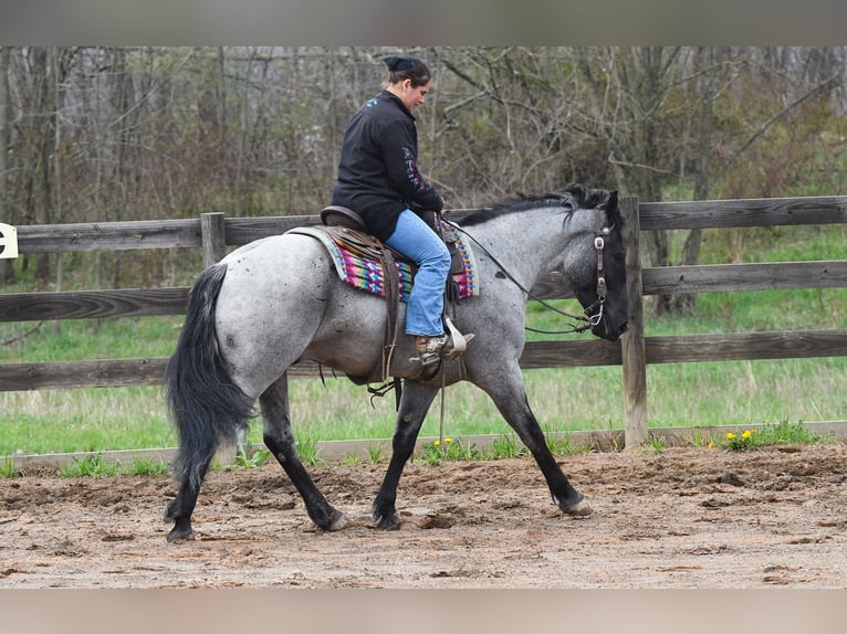 American Quarter Horse Mix Wałach 4 lat 152 cm Karodereszowata in Strasburg