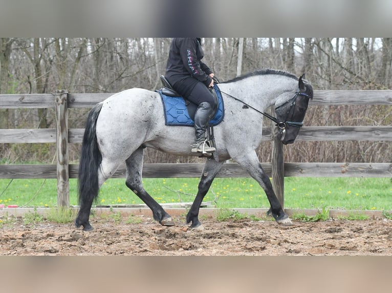 American Quarter Horse Mix Wałach 4 lat 152 cm Karodereszowata in Strasburg