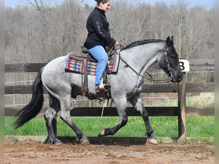 American Quarter Horse Mix Wałach 4 lat 152 cm Karodereszowata in Strasburg