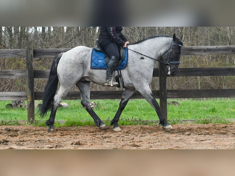 American Quarter Horse Mix Wałach 4 lat 152 cm Karodereszowata in Strasburg