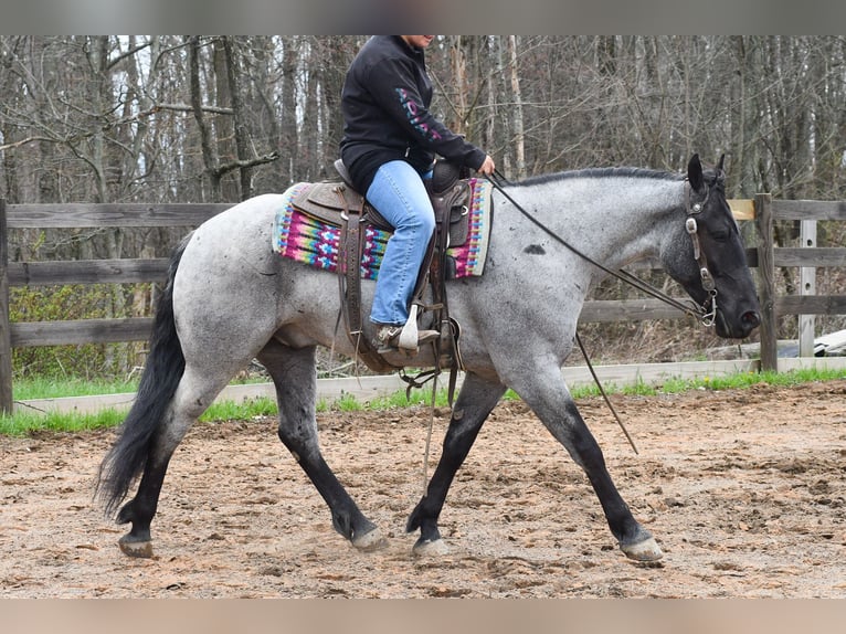 American Quarter Horse Mix Wałach 4 lat 152 cm Karodereszowata in Strasburg