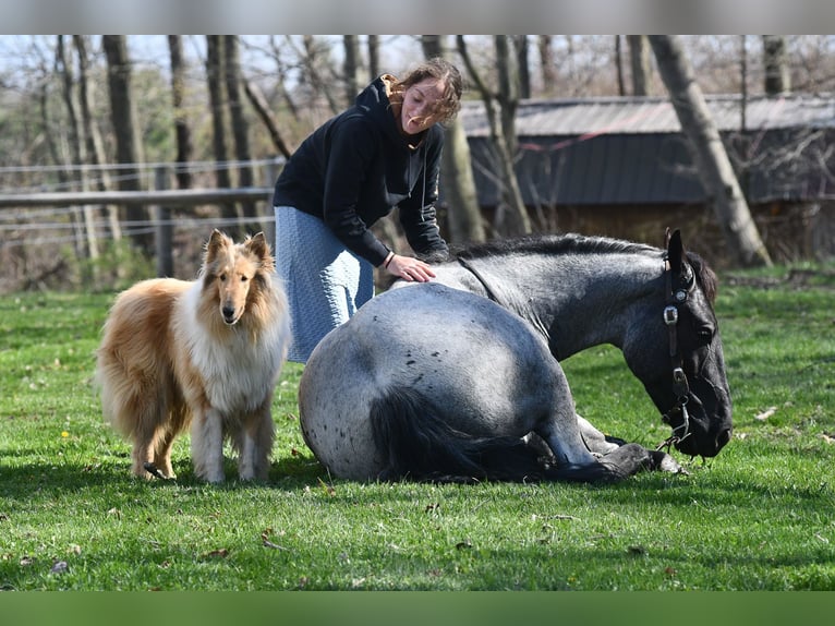 American Quarter Horse Mix Wałach 4 lat 152 cm Karodereszowata in Strasburg