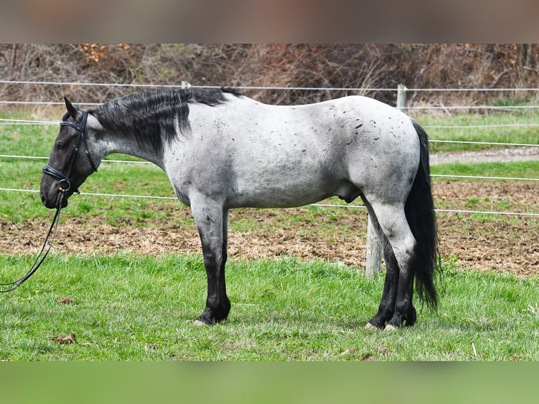 American Quarter Horse Mix Wałach 4 lat 152 cm Karodereszowata in Strasburg