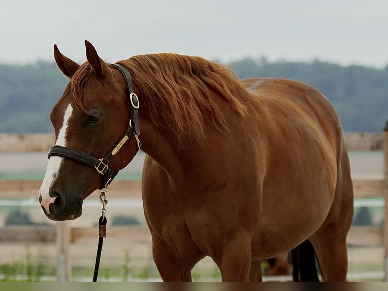 American Quarter Horse Wałach 4 lat 152 cm Kasztanowata in Duingen