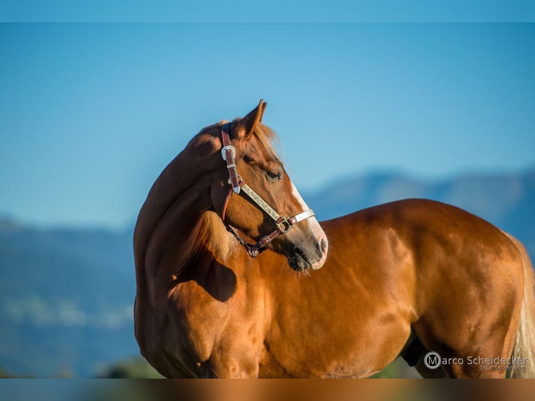 American Quarter Horse Wałach 4 lat 152 cm Kasztanowata in Hard