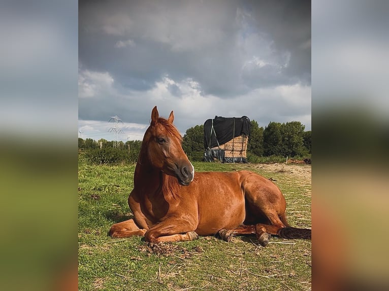 American Quarter Horse Wałach 4 lat 152 cm Kasztanowata in Zevenbergen