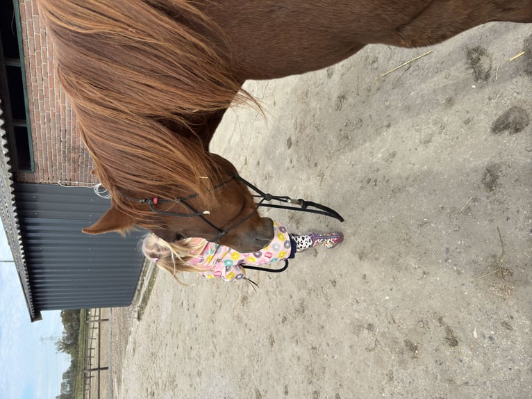 American Quarter Horse Wałach 4 lat 152 cm Kasztanowata in Zevenbergen