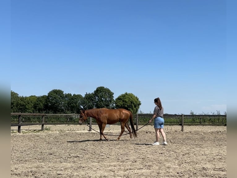 American Quarter Horse Wałach 4 lat 152 cm Kasztanowata in Zevenbergen