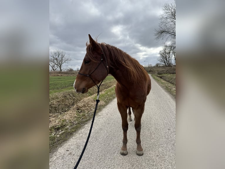 American Quarter Horse Wałach 4 lat 152 cm Kasztanowata in Zevenbergen