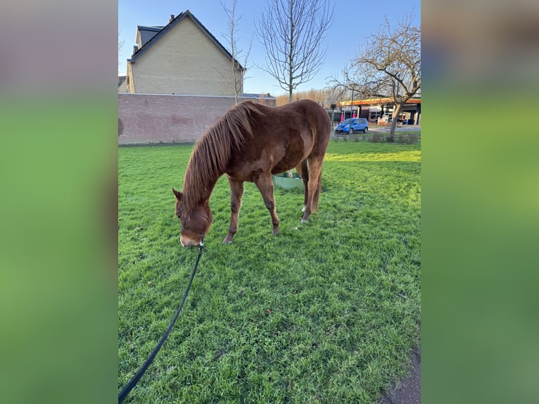 American Quarter Horse Wałach 4 lat 152 cm Kasztanowata in Zevenbergen