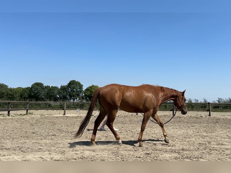 American Quarter Horse Wałach 4 lat 152 cm Kasztanowata in Zevenbergen