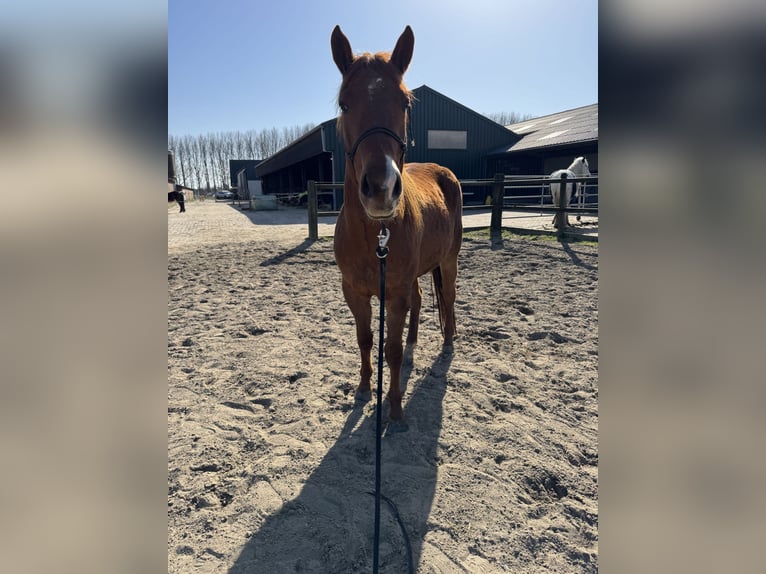 American Quarter Horse Wałach 4 lat 152 cm Kasztanowata in Zevenbergen