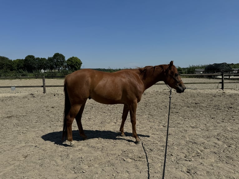 American Quarter Horse Wałach 4 lat 152 cm Kasztanowata in Zevenbergen