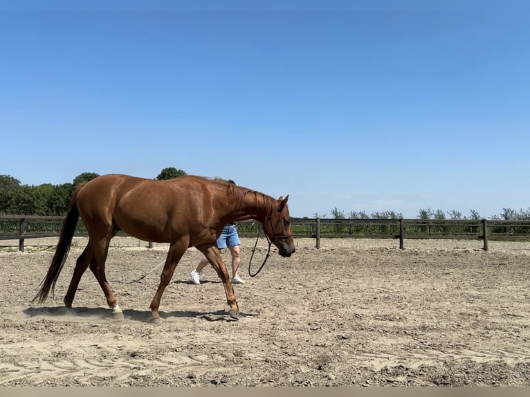 American Quarter Horse Wałach 4 lat 152 cm Kasztanowata in Zevenbergen