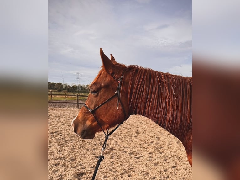 American Quarter Horse Wałach 4 lat 152 cm Kasztanowata in Zevenbergen