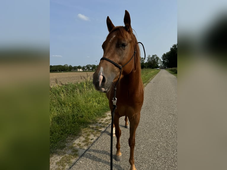 American Quarter Horse Wałach 4 lat 152 cm Kasztanowata in Zevenbergen