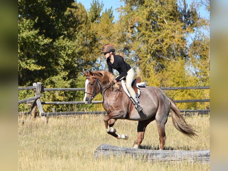 American Quarter Horse Wałach 4 lat 152 cm Kasztanowatodereszowata in Bozeman