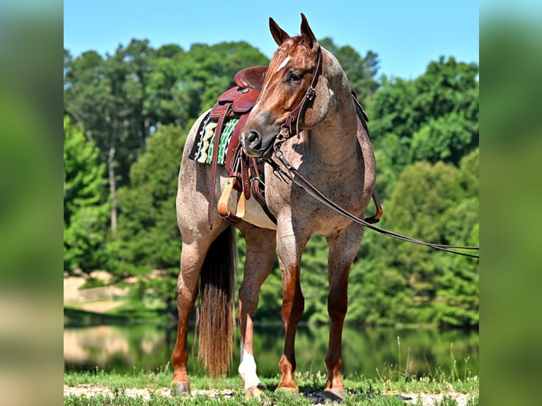 American Quarter Horse Wałach 4 lat 152 cm Kasztanowatodereszowata in Harrisburg