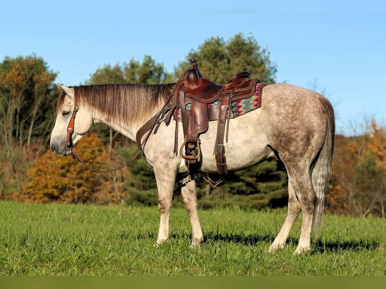American Quarter Horse Wałach 4 lat 152 cm Siwa in Clarion