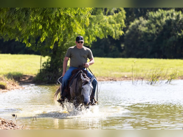 American Quarter Horse Wałach 4 lat 152 cm Siwa in Canton TX