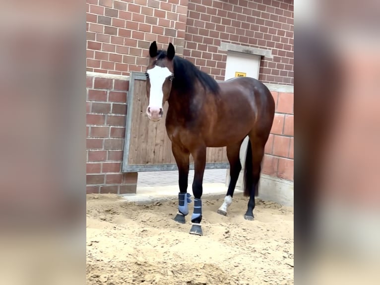 American Quarter Horse Wałach 4 lat 153 cm Ciemnogniada in Dorsten