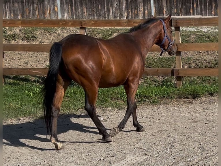 American Quarter Horse Wałach 4 lat 153 cm Gniada in RosenbergOberdrauburg
