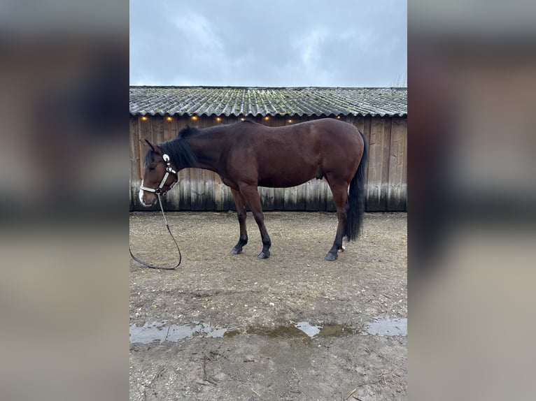 American Quarter Horse Wałach 4 lat 153 cm Gniada in Rijswijk (NB)