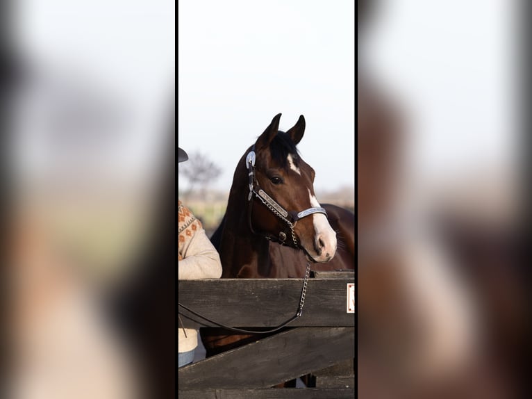 American Quarter Horse Wałach 4 lat 153 cm Gniada in Rijswijk (NB)