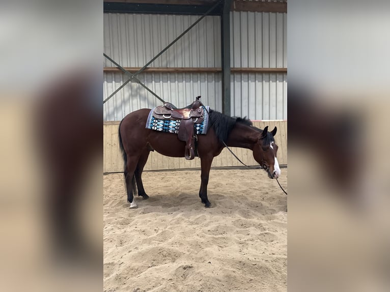 American Quarter Horse Wałach 4 lat 153 cm Gniada in Rijswijk (NB)