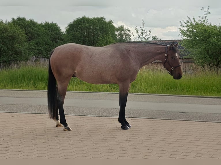 American Quarter Horse Wałach 4 lat 154 cm Gniadodereszowata in Crailsheim