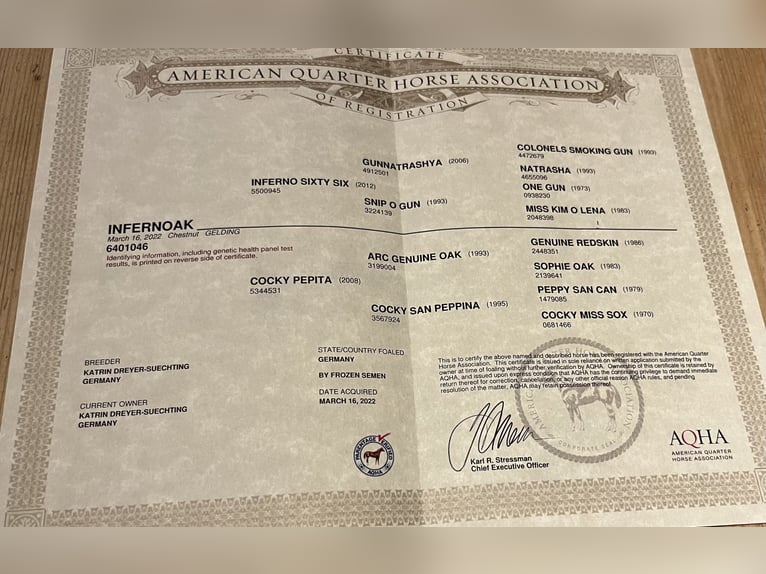 American Quarter Horse Wałach 4 lat 154 cm Kasztanowata in Steyerberg Deblinghausen