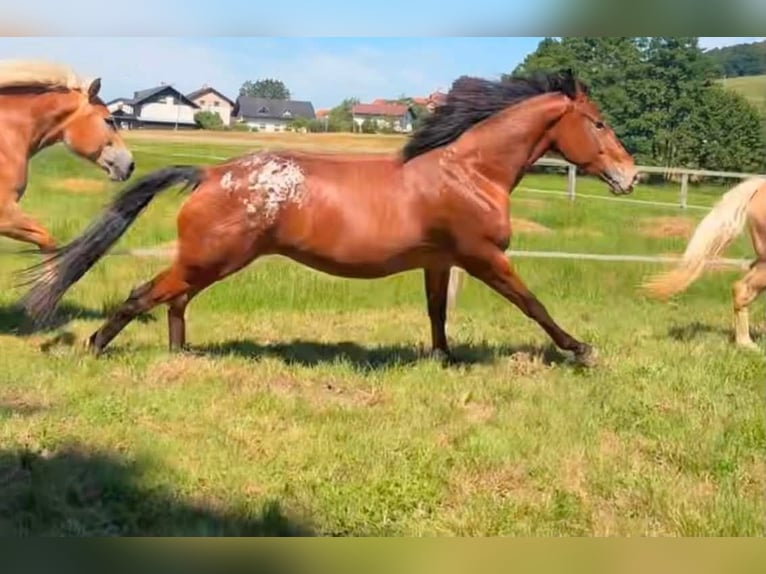 American Quarter Horse Mix Wałach 4 lat 155 cm Ciemnogniada in Ljubljana