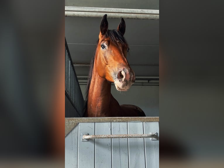 American Quarter Horse Mix Wałach 4 lat 155 cm Ciemnogniada in Ljubljana