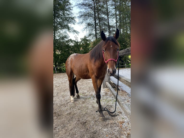 American Quarter Horse Mix Wałach 4 lat 155 cm Ciemnogniada in Ljubljana