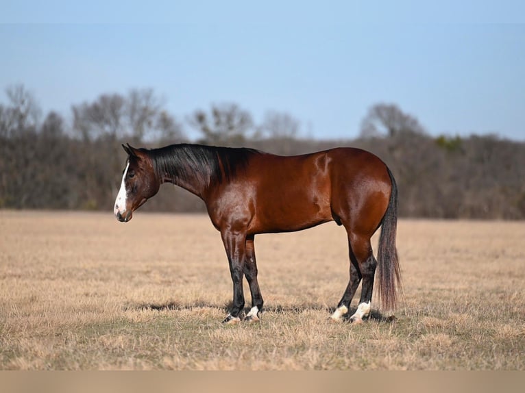 American Quarter Horse Wałach 4 lat 155 cm Gniada in Waco
