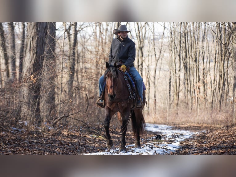 American Quarter Horse Wałach 4 lat 155 cm Gniadodereszowata in Fredericksburg