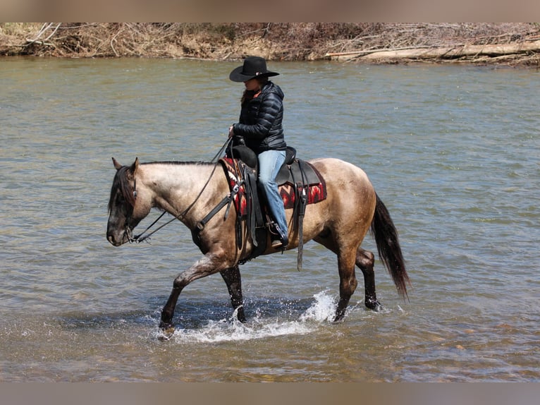 American Quarter Horse Wałach 4 lat 155 cm Grullo in Clarion, PA