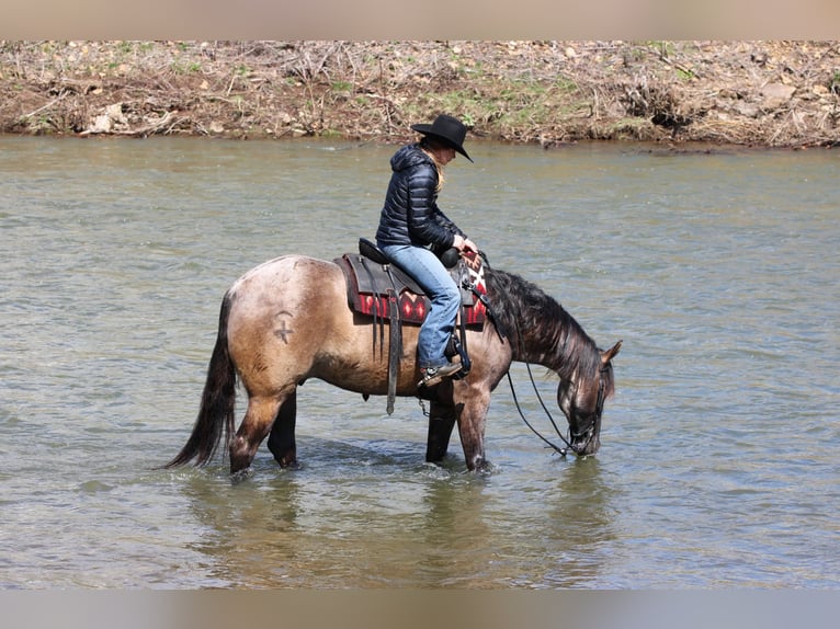 American Quarter Horse Wałach 4 lat 155 cm Grullo in Clarion, PA