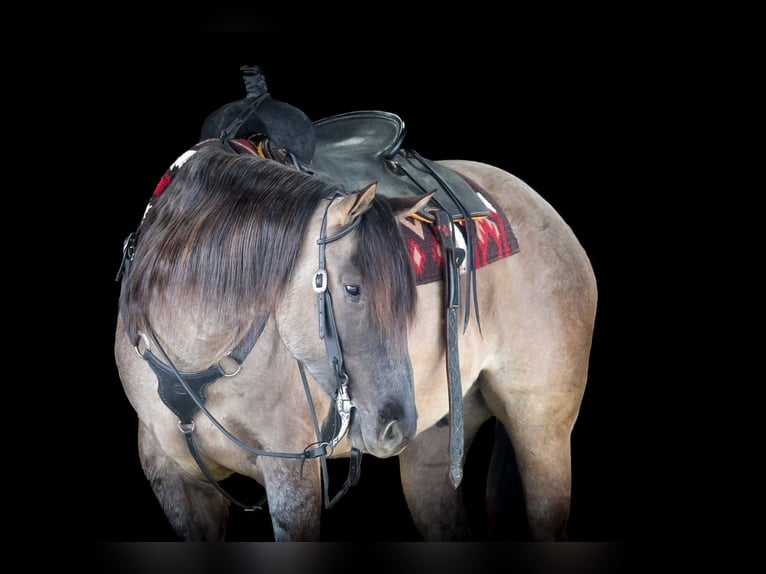 American Quarter Horse Wałach 4 lat 155 cm Grullo in Clarion, PA