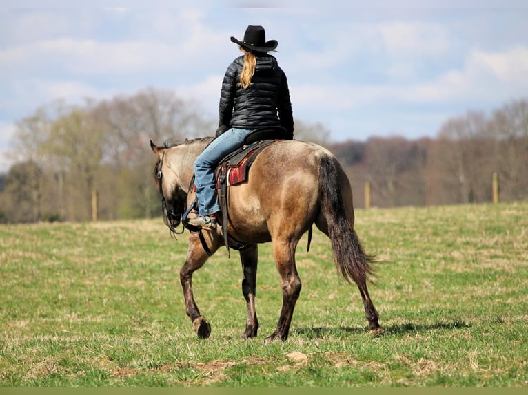 American Quarter Horse Wałach 4 lat 155 cm Grullo in Clarion, PA