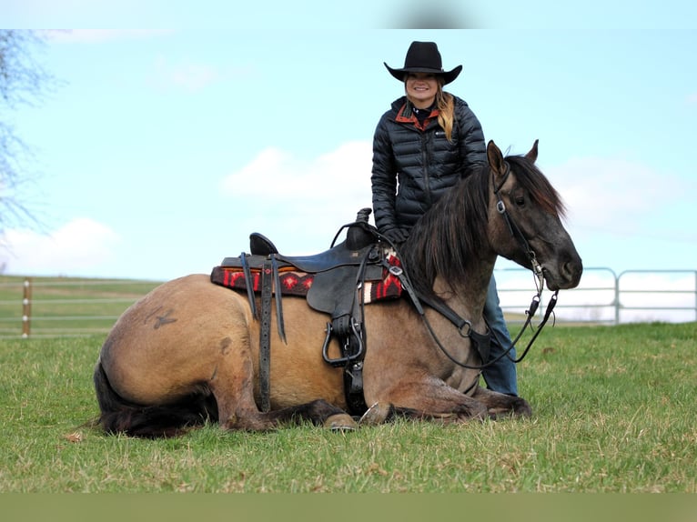 American Quarter Horse Wałach 4 lat 155 cm Grullo in Clarion, PA