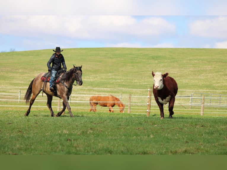 American Quarter Horse Wałach 4 lat 155 cm Grullo in Clarion, PA