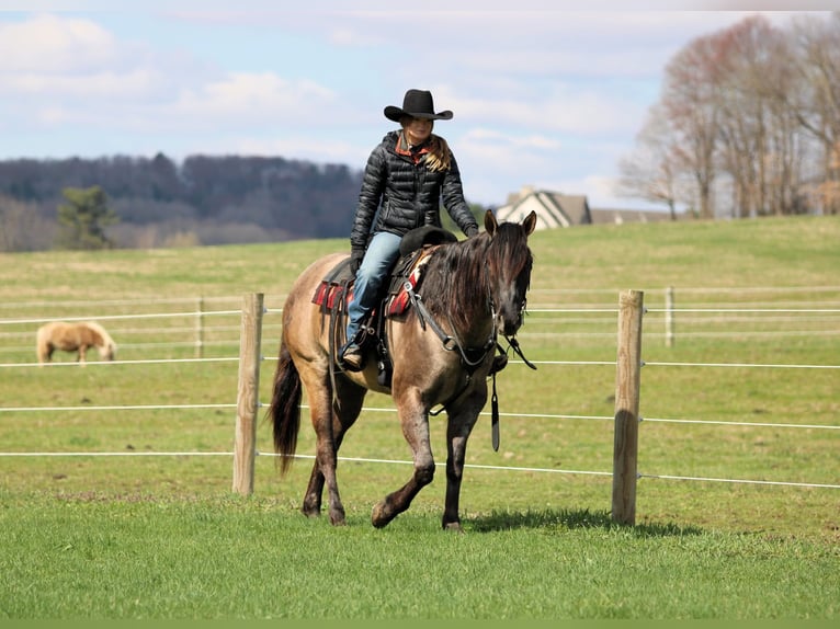 American Quarter Horse Wałach 4 lat 155 cm Grullo in Clarion, PA